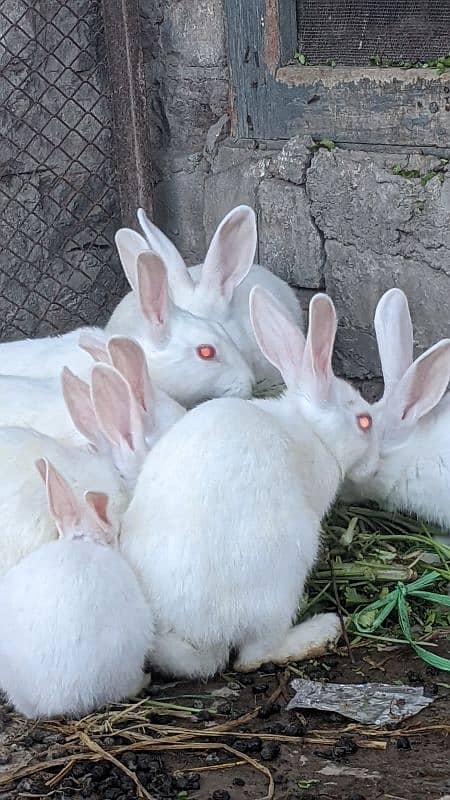 red eyes rabbits 5