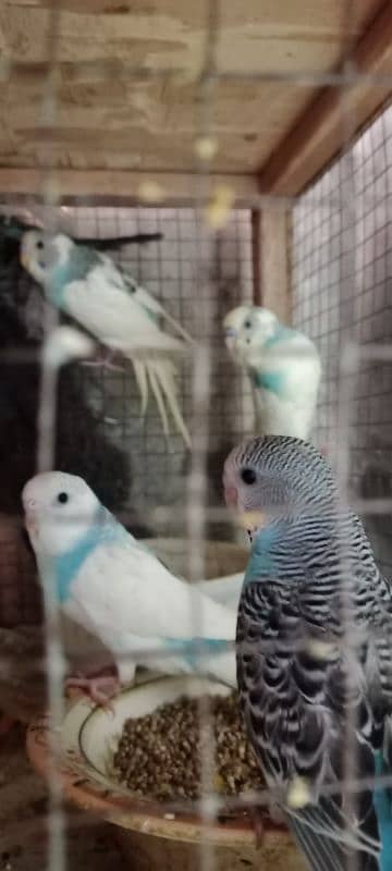king size Australian parrots urgent for sale 0