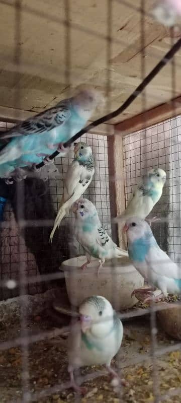 king size Australian parrots urgent for sale 1