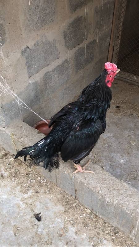 Aseel miya wali murga & turkey bird for sale 11