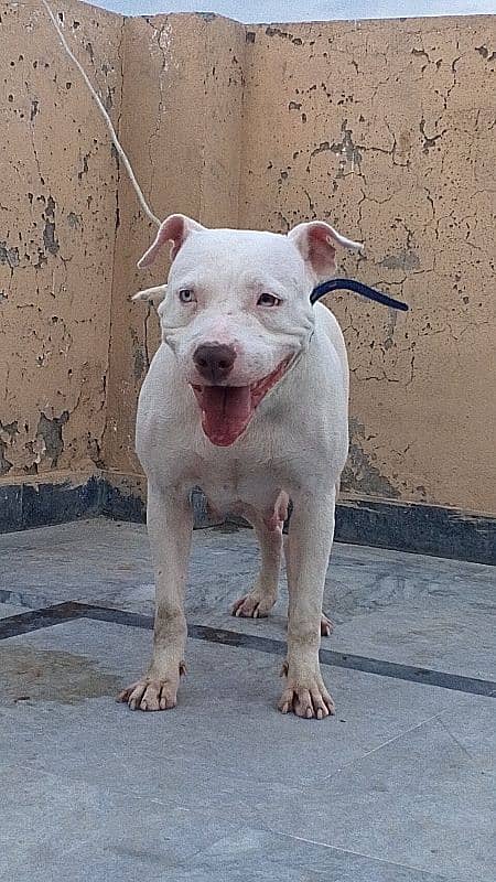Pitbull female heavy bourn structure 0