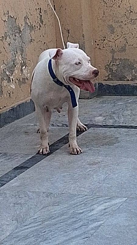 Pitbull female heavy bourn structure 1