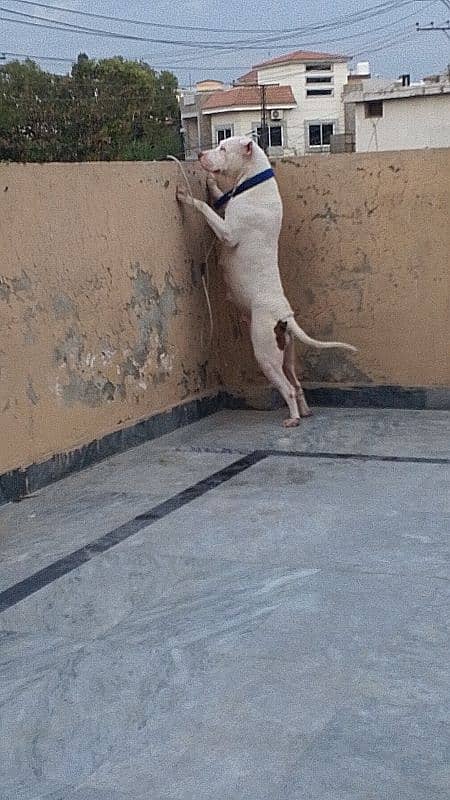 Pitbull female heavy bourn structure 2
