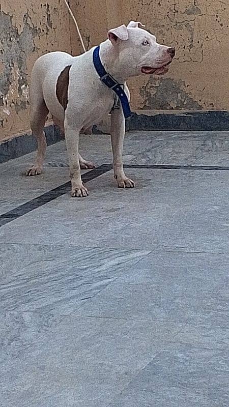 Pitbull female heavy bourn structure 5