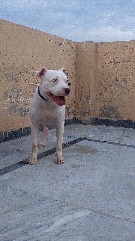 Pitbull female heavy bourn structure 6