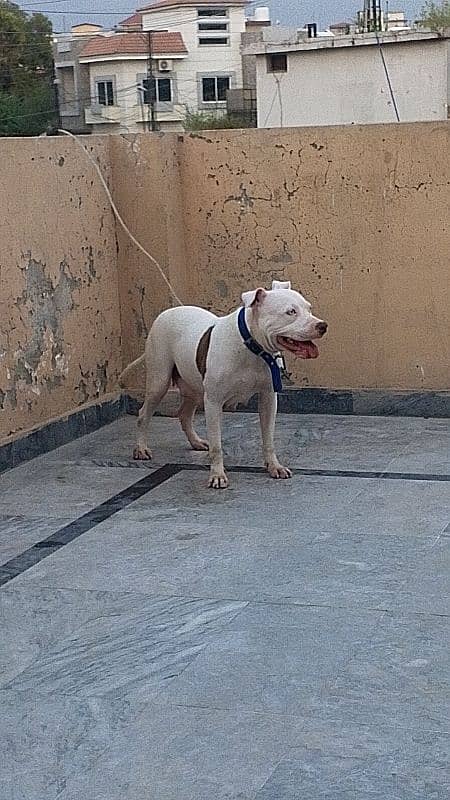 Pitbull female heavy bourn structure 7