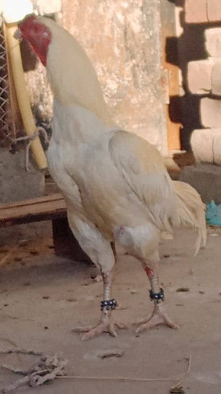 aseel Hira amroha 2