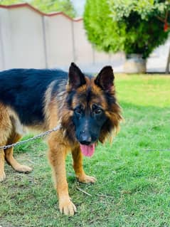 german shepherd extra long coat