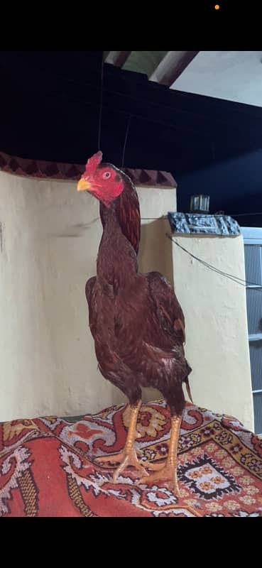 Aseel mianwali hen and 3chicks for sell 7