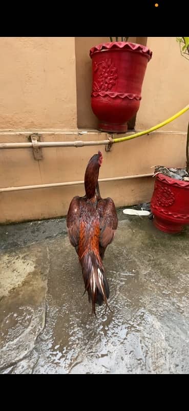 Aseel mianwali hen and 3chicks for sell 8