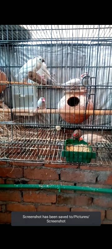 silver Java pair for sale 03435002008 call myself 0