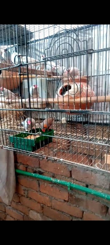 silver Java pair for sale 03435002008 call myself 2
