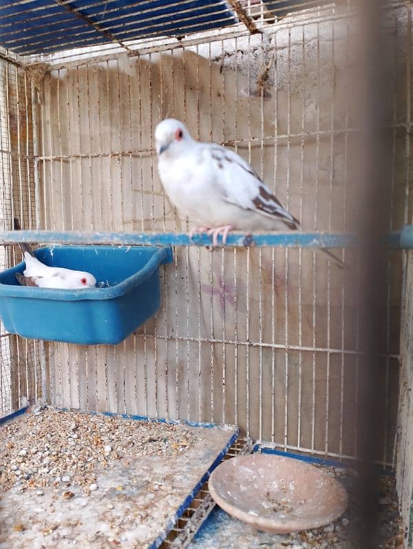 diamond PIED red pied 0
