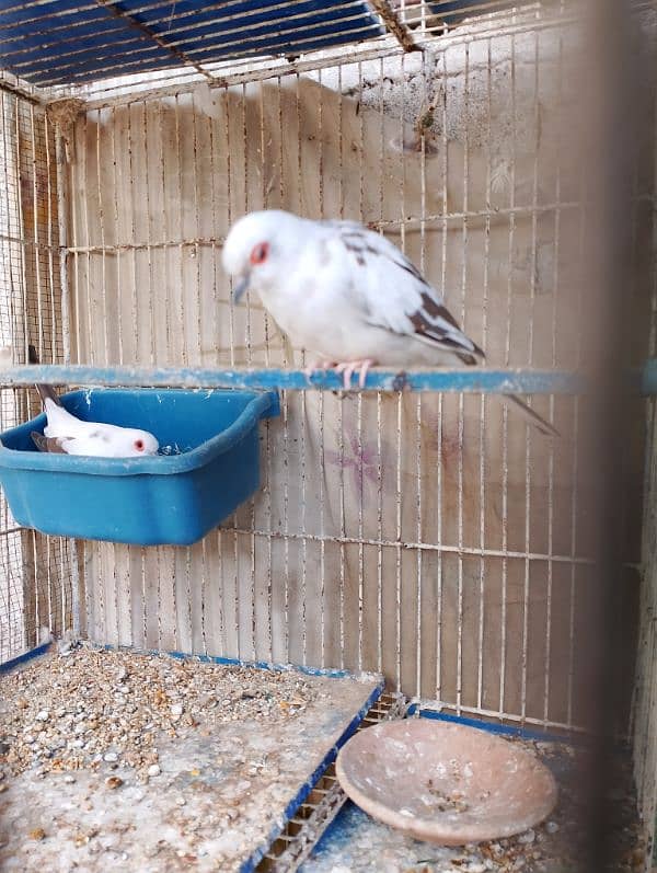 diamond PIED red pied 1