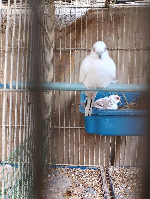 diamond PIED red pied 2