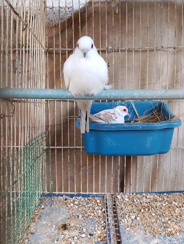 diamond PIED red pied 3