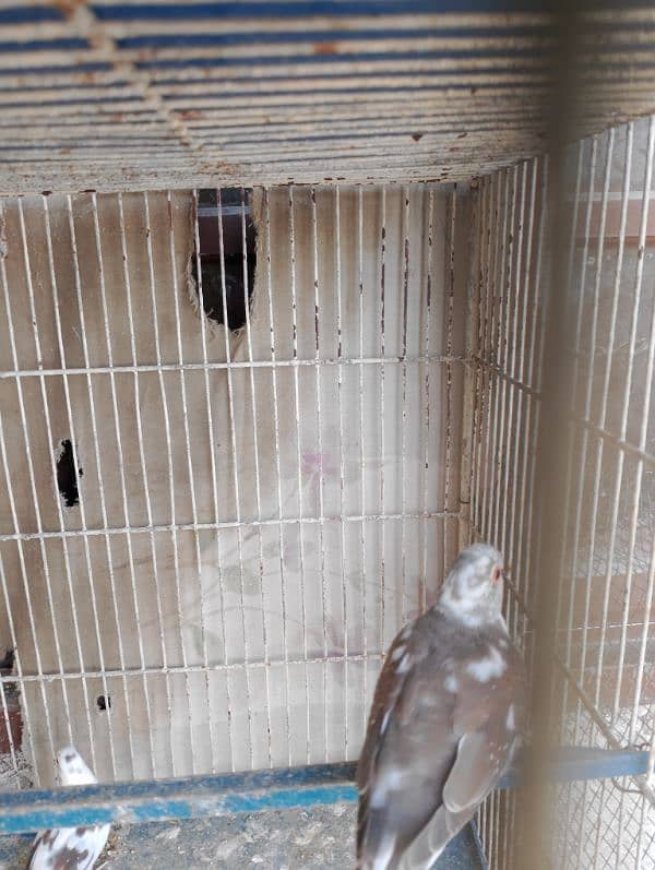 diamond PIED red pied 5