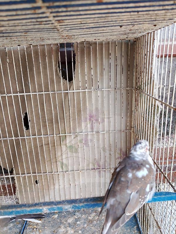 diamond PIED red pied 6