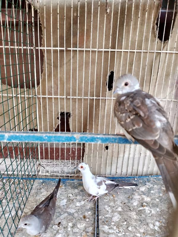diamond PIED red pied 7