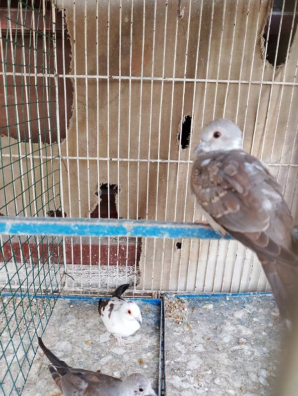 diamond PIED red pied 8