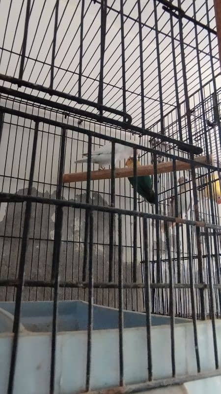 love Birds confirm breeder pair 0