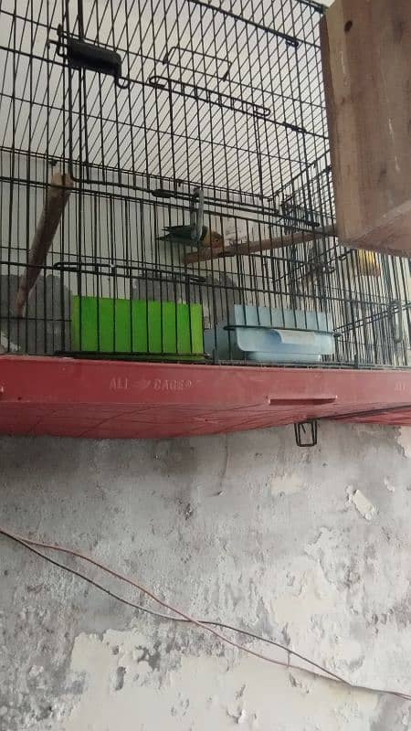 love Birds confirm breeder pair 1