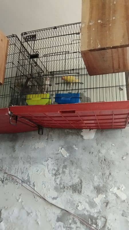 love Birds confirm breeder pair 2