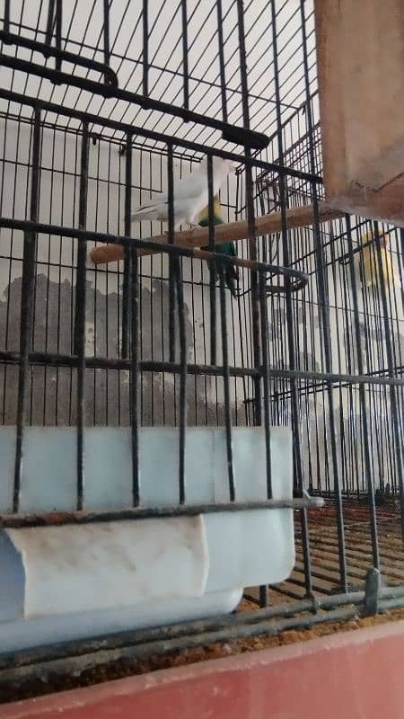 love Birds confirm breeder pair 3