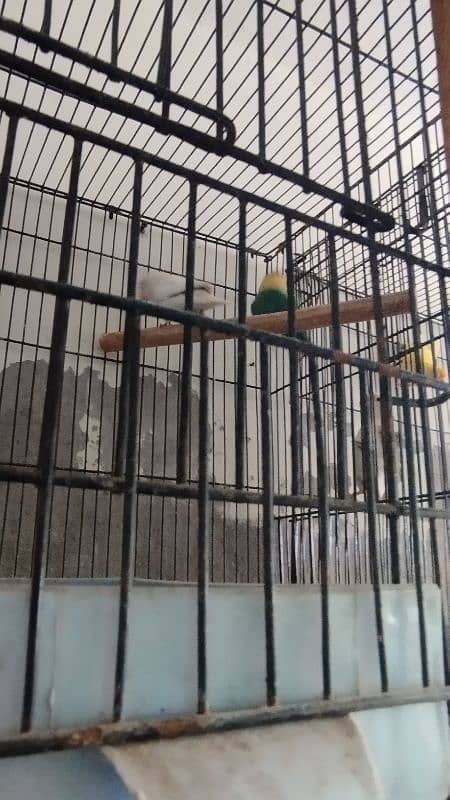 love Birds confirm breeder pair 4
