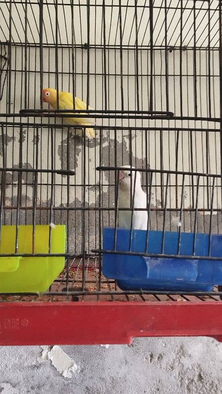 love Birds confirm breeder pair 5