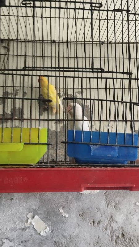 love Birds confirm breeder pair 6
