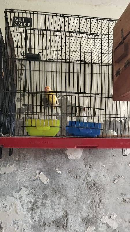 love Birds confirm breeder pair 7