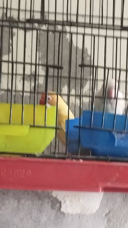 love Birds confirm breeder pair 8