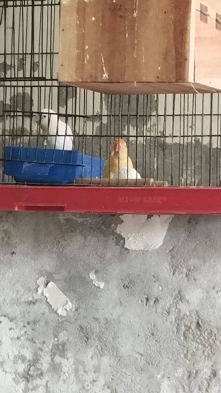 love Birds confirm breeder pair 9