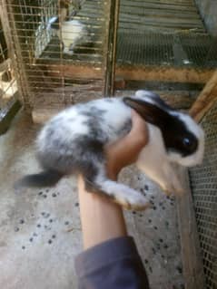 black rabbit