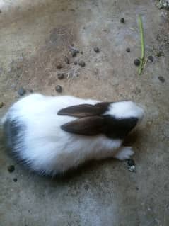 two rabbit