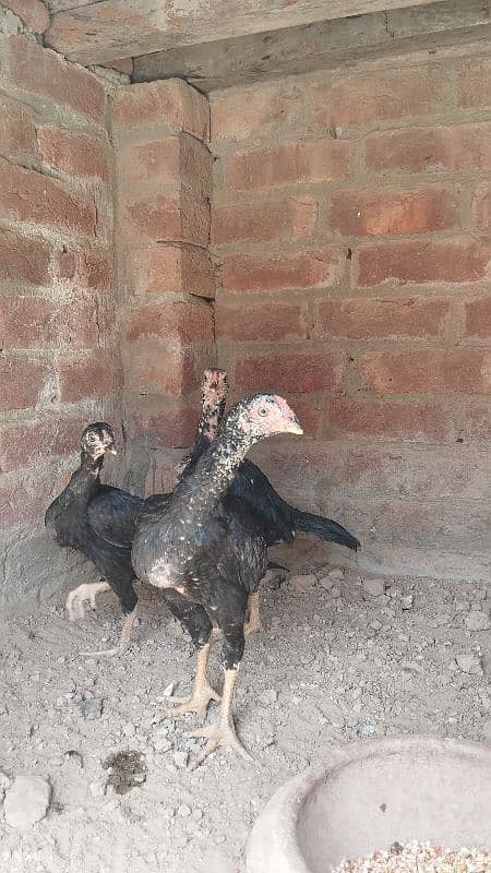 love Birds confirm breeder pair 10