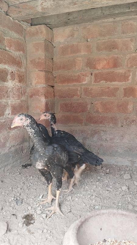 love Birds confirm breeder pair 11