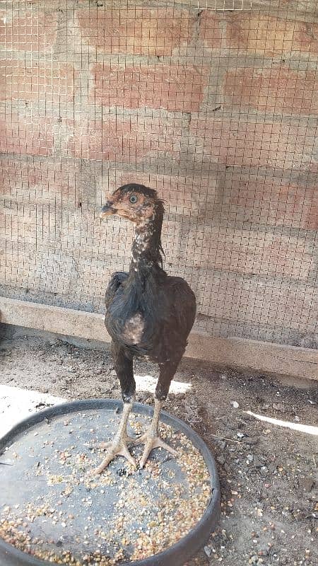 love Birds confirm breeder pair 12