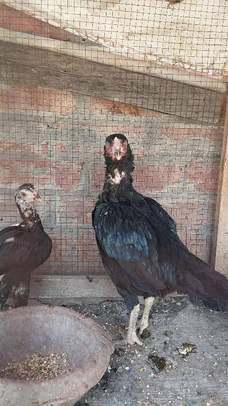 love Birds confirm breeder pair 13