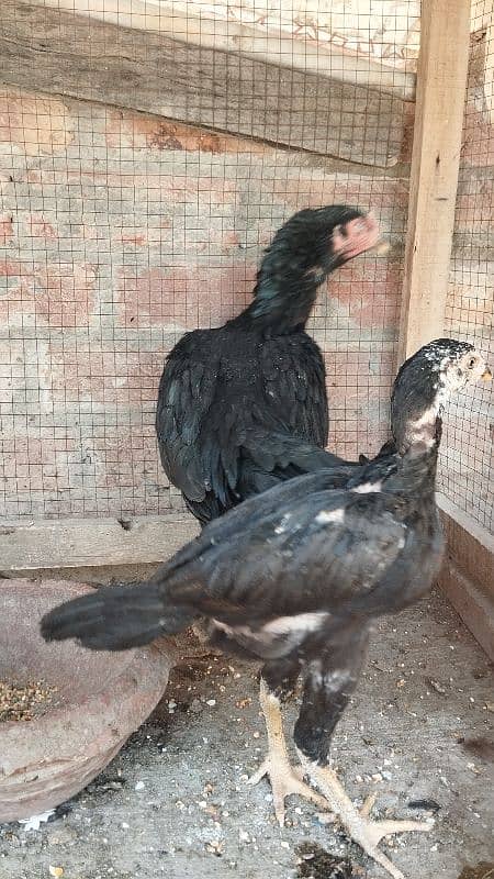 love Birds confirm breeder pair 14