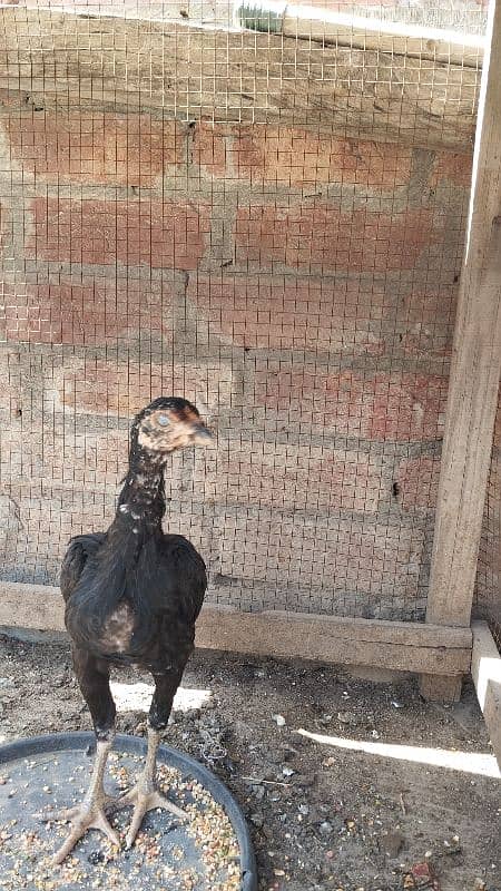love Birds confirm breeder pair 15