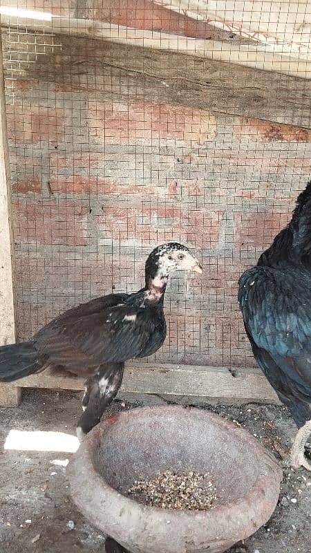 love Birds confirm breeder pair 16