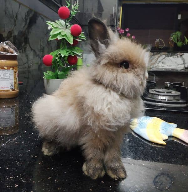 lion head teddy bear male rabbit 0