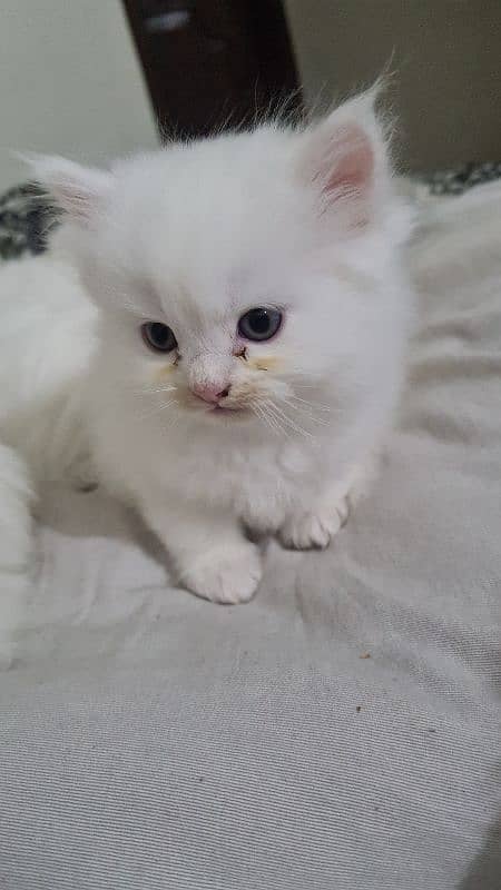 persian kitten cat tripple coat kitten belli blue eyes kittens 0