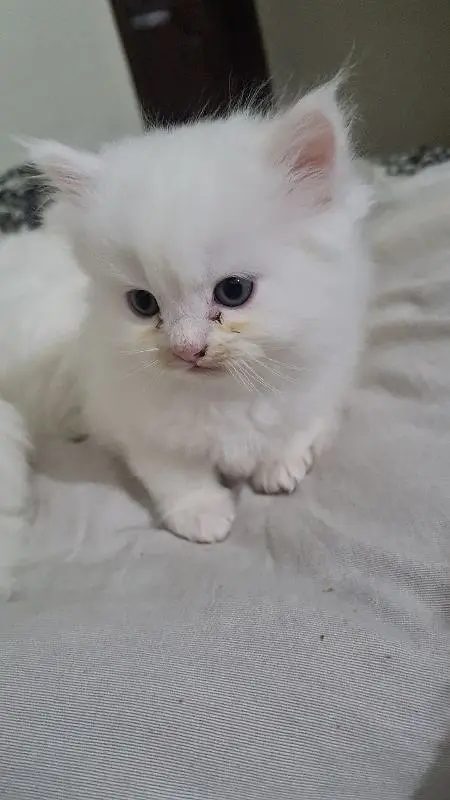 persian kitten cat tripple coat kitten belli blue eyes kittens — photo 2