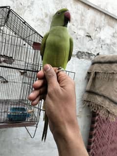 hand tam parrot male