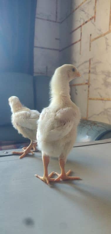 White Shamu & Black shamu chicks available. 13