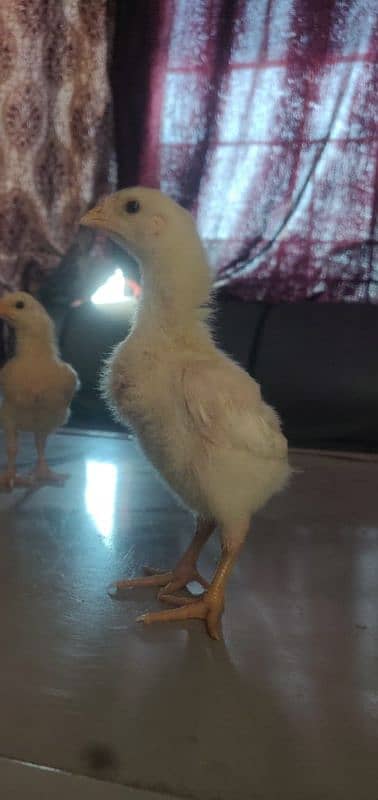 White Shamu & Black shamu chicks available. 14