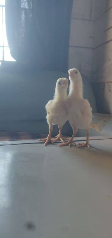 White Shamu & Black shamu chicks available. 15